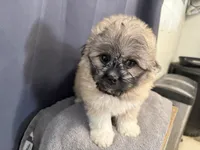 Dax , a male Pekingese for sale in Hartville, MO – 1 of 6