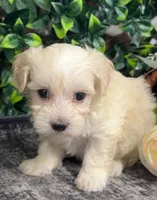 Walker, a male Maltipoo for sale in Hartville, MO – 1 of 3