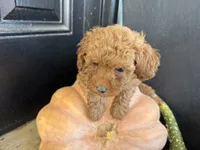 Reinah, a female Poodle - Miniature  for sale in Hartville, MO – 4 of 5