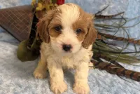 Yoshi, a male Cavapoo for sale in Hartville, MO – 2 of 3