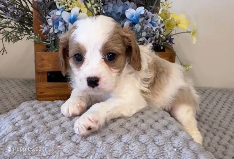 Bess – Cavapoo puppy for sale in Hartville, MO