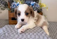 Bess, a female Cavapoo for sale in Hartville, MO – 1 of 4