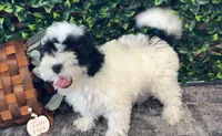 Abe, a male Shihpoo for sale in Hartville, MO – 3 of 3