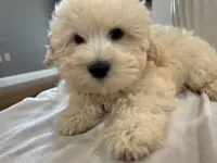 Sam, a male Shihpoo and Poodle - Miniature  for sale in Hartville, MO – 2 of 3