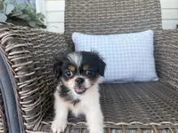Bella Jo, a female Peekapoo for sale in Hartville, MO – 5 of 8