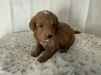 Baxter, a male Miniature Goldendoodle for sale in Hartville, MO – 5 of 5