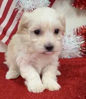 Walker, a male Maltipoo for sale in Hartville, MO – 2 of 3