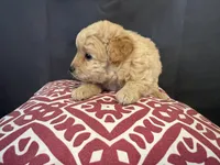 Jacey, a female Pomapoo for sale in Hartville, MO – 3 of 4
