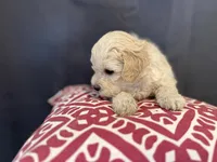Sam, a male Shihpoo and Poodle - Miniature  for sale in Hartville, MO – 3 of 4