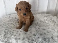 Bronx, a male Miniature Goldendoodle for sale in Hartville, MO – 2 of 4