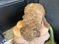 Reinah, a female Poodle - Miniature  for sale in Hartville, MO – 5 of 5