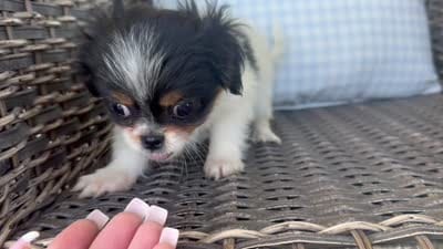Bella Jo, a female Peekapoo for sale in Hartville, MO – 8 of 8