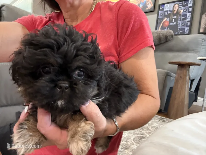 Blair – Peekapoo puppy for sale in Hartville, MO