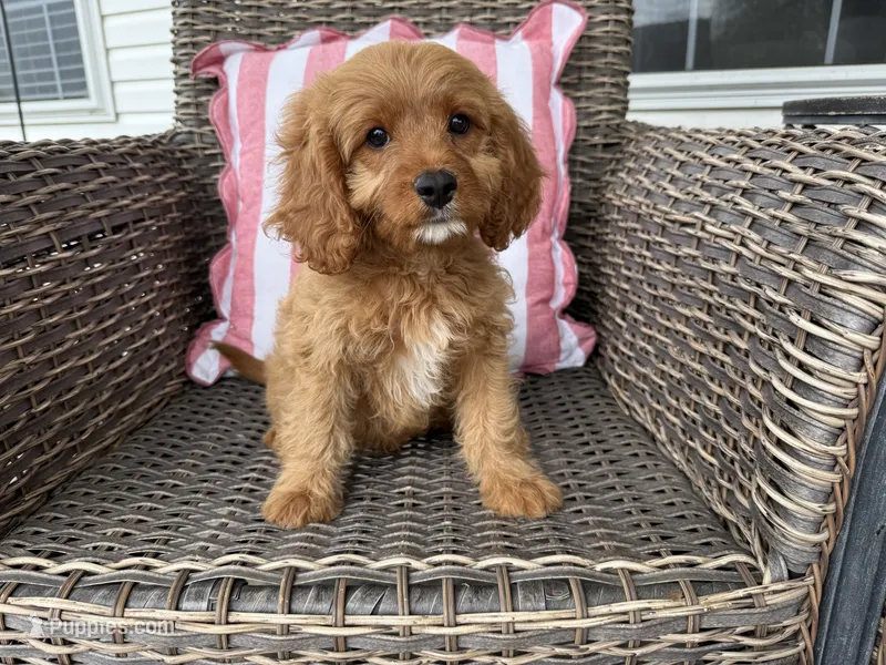 Holton – Cavapoo puppy for sale in Hartville, MO