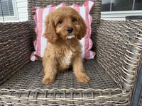 Holton, a male Cavapoo for sale in Hartville, MO – 1 of 5