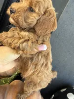 Rizzy, a female Poodle - Miniature  for sale in Hartville, MO – 5 of 5