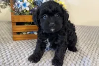Alysa, a female Shihpoo for sale in Hartville, MO – 3 of 4
