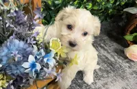 Willow, a female Maltipoo for sale in Hartville, MO – 3 of 3