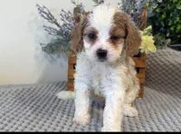 Yasmine, a female Cavapoo for sale in Hartville, MO – 2 of 3