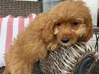Holton, a male Cavapoo for sale in Hartville, MO – 2 of 5