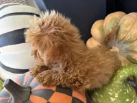 Holly, a female Miniature Goldendoodle for sale in Hartville, MO – 6 of 8