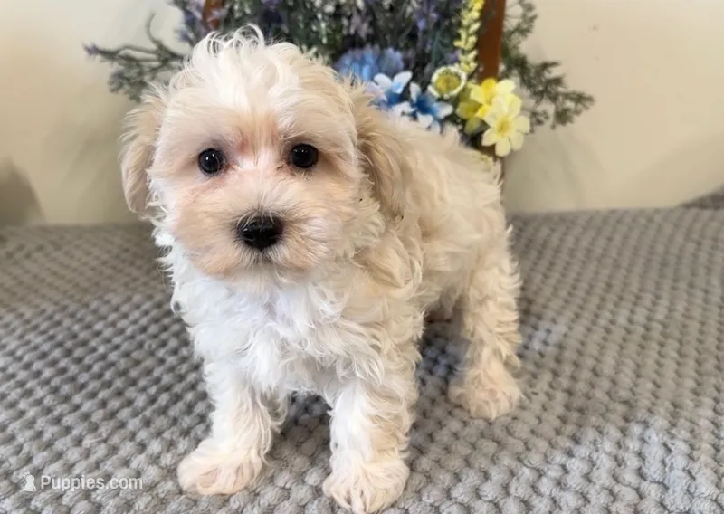 Willow – Maltipoo puppy for sale in Hartville, MO