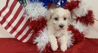 Willow, a female Maltipoo for sale in Hartville, MO – 2 of 3