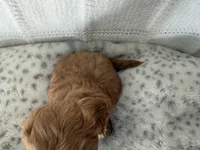 Bronx, a male Miniature Goldendoodle for sale in Hartville, MO – 3 of 4