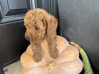 Rosie, a female Poodle - Miniature  for sale in Hartville, MO – 2 of 5
