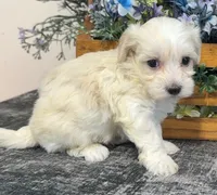 Walker, a male Maltipoo for sale in Hartville, MO – 3 of 3