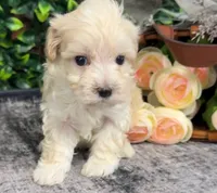 Weston, a male Maltipoo for sale in Hartville, MO – 3 of 3