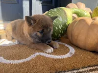 Peppa, a female Shiba Inu for sale in Hartville, MO – 4 of 4