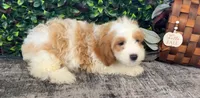 Yoshi, a male Cavapoo for sale in Hartville, MO – 3 of 4