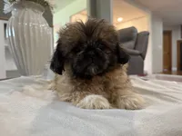 Diedra, a female Peekapoo for sale in Hartville, MO – 3 of 4