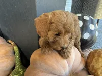 Rizzy, a female Poodle - Miniature  for sale in Hartville, MO – 4 of 5