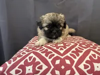 Dax , a male Pekingese for sale in Hartville, MO – 4 of 4