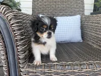 Bella Jo, a female Peekapoo for sale in Hartville, MO – 2 of 8