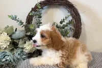 Yoshi, a male Cavapoo for sale in Hartville, MO – 4 of 4