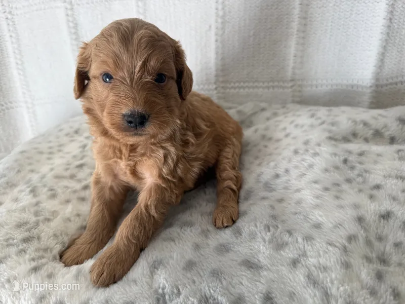 Bella – Miniature Goldendoodle puppy for sale in Hartville, MO