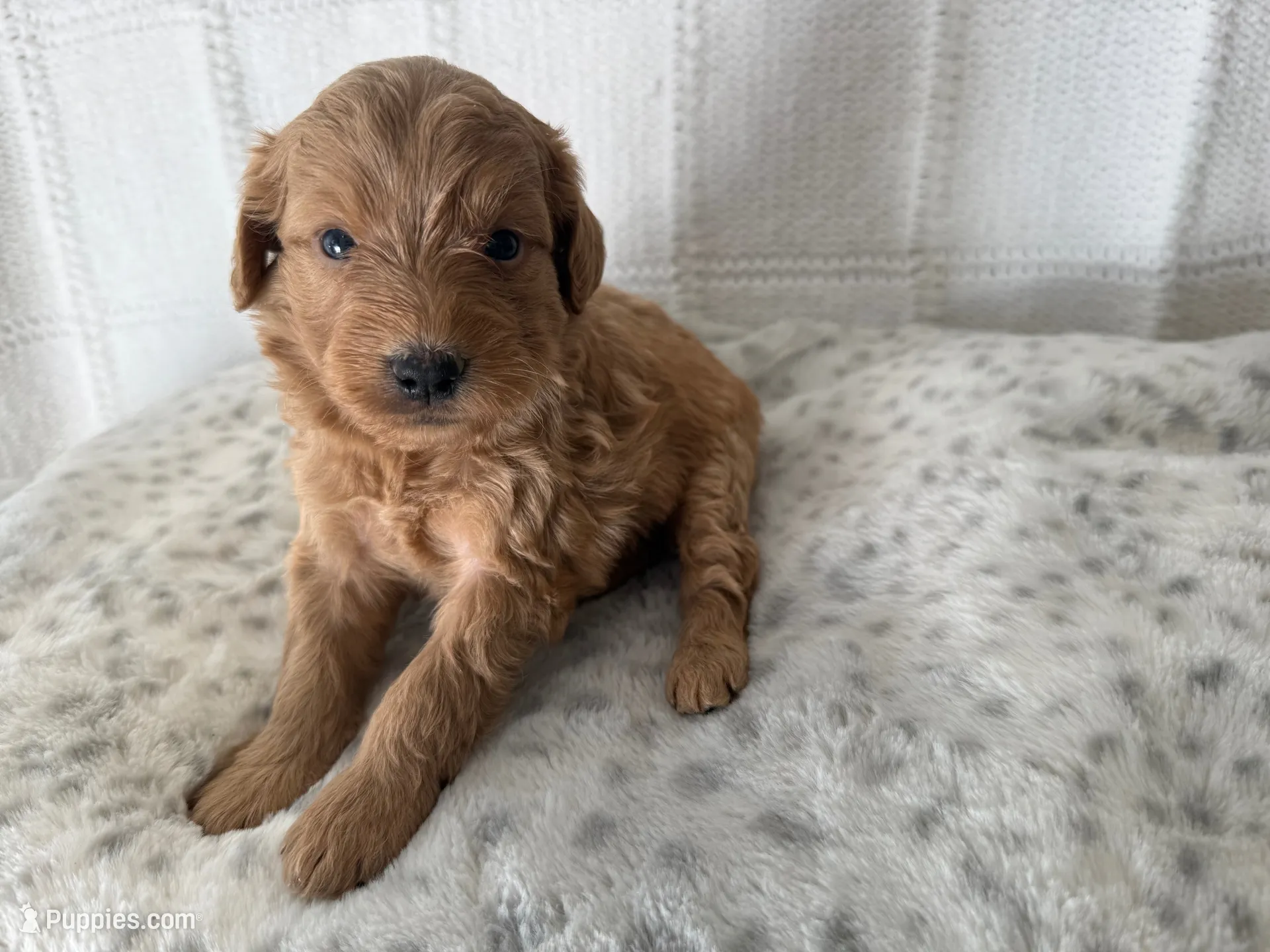 Bella, a female Miniature Goldendoodle for sale in Hartville, MO – 1 of 2