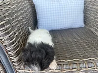 Bella Jo, a female Peekapoo for sale in Hartville, MO – 3 of 8