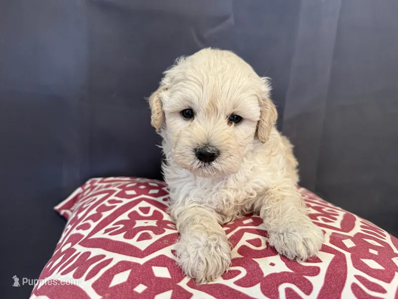 Sam – Shihpoo, Poodle - Miniature  puppy for sale in Hartville, MO