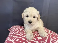 Sam, a male Shihpoo and Poodle - Miniature  for sale in Hartville, MO – 1 of 4
