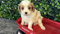 Bess, a female Cavapoo for sale in Hartville, MO – 4 of 4