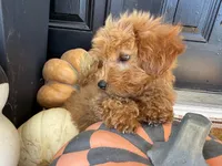 Holly, a female Miniature Goldendoodle for sale in Hartville, MO – 2 of 8