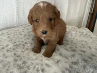 Baxter, a male Miniature Goldendoodle for sale in Hartville, MO – 2 of 5