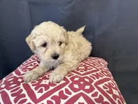 Sam, a male Shihpoo and Poodle - Miniature  for sale in Hartville, MO – 2 of 4