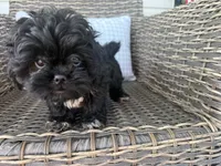 Bendy, a female Peekapoo for sale in Hartville, MO – 5 of 7