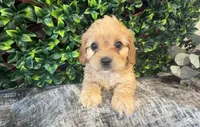 Yale, a male Cavapoo for sale in Hartville, MO – 4 of 4