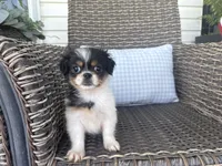 Bella Jo, a female Peekapoo for sale in Hartville, MO – 4 of 8